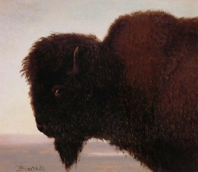 Albert Bierstadt Buffalo Head Sweden oil painting art